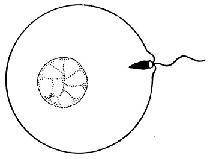 The picture below shows a sperm cell fusing with an egg cell during sexual reproduction. What is the