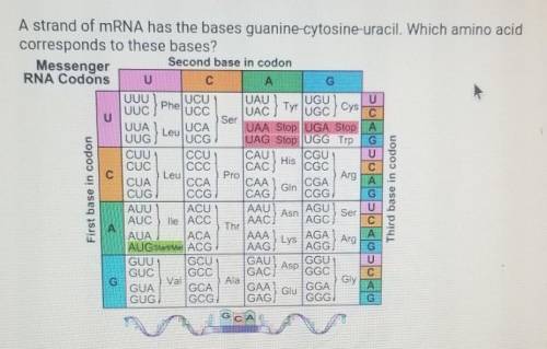 A strand of mRNA has the bases guanine-cytosine-uracil. Which amino acidcorresponds to these bases?