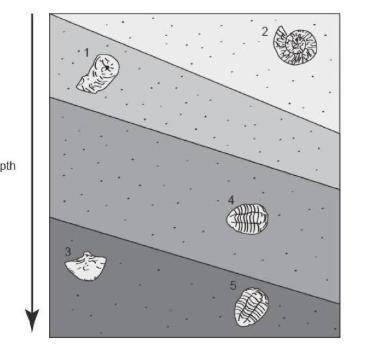 A scientist is studying fossils found in the same area. This is a diagram that the scientist made of