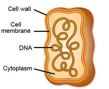 The diagram shows a certain kind of cell with all of its major parts labeled.Which statement is supp