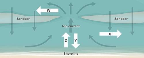 Which arrows represent the way a person should go to escape the rip current?W and XX and YY and ZZ a