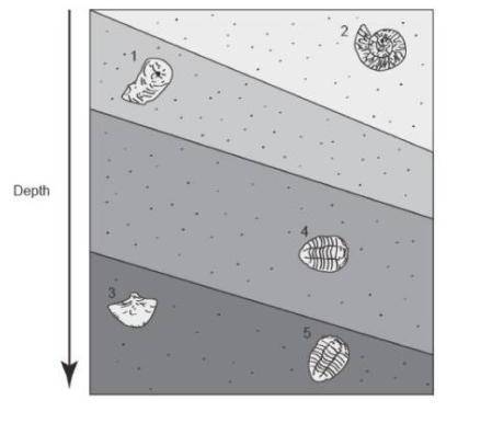WILL DO The diagram shows fossils embedded in rock layers.Based on the diagram and the tabl