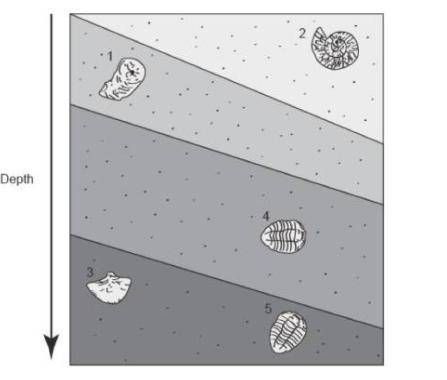 WILL DO The diagram shows fossils embedded in rock layers. Based on the diagram and the tab