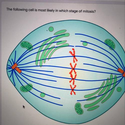 A. interphase  b. prophase  c. metaphase
