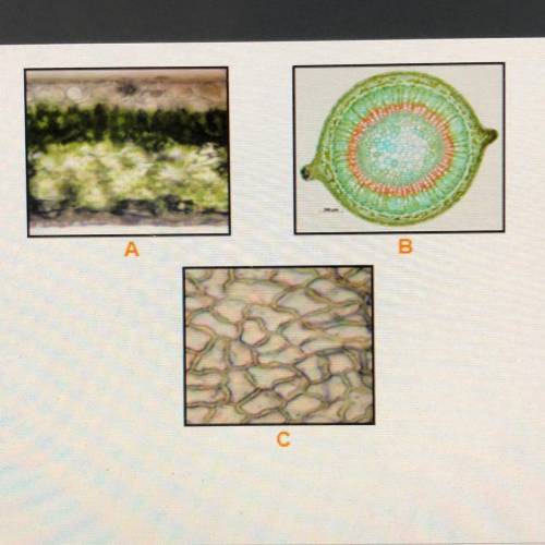 Identify the plant tissues in the three images. DONE