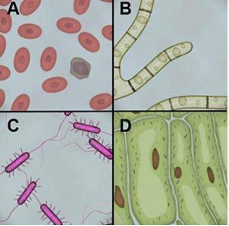 Which of the samples shown below are eukaryotic?