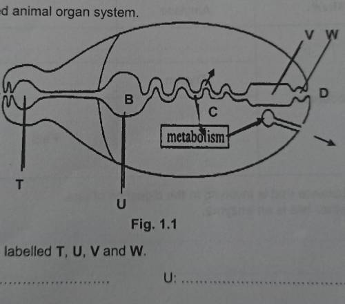 Human Alimentary Canal1 Fig. 1.1 shows a simplified animal organ system.metabolismFig. 1.1(a) Identi
