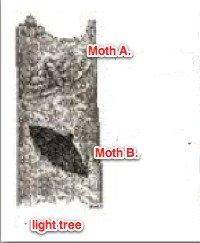 1)You can see two moths in this image, living on the bark of trees. They are the same species of mot