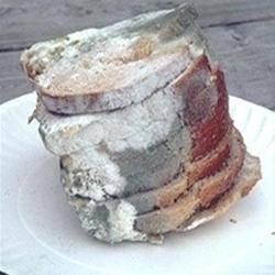 Dentify the fungus type pictured below. The image shows a mold growing on bread. Public Domain (2 po