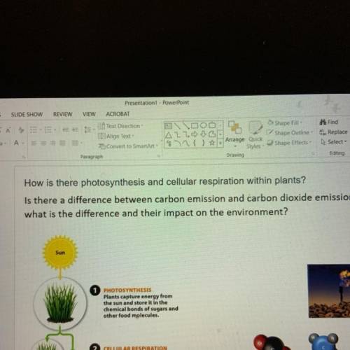 How is there photosynthesis and cellular respiration within plants