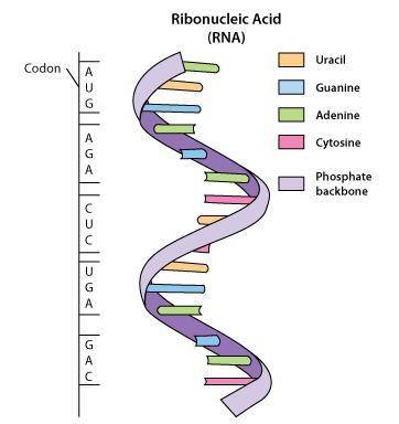 Use the Figure below to translate the following sequence of RNA bases into a chain of amino acids: A