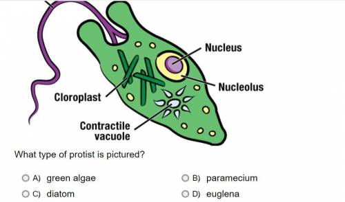 What type of protist is pictured?