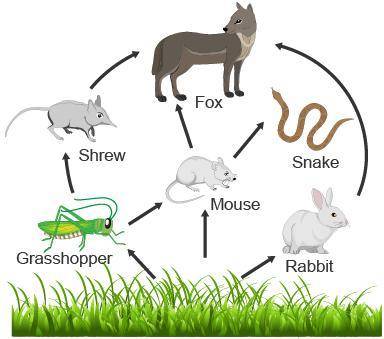 The diagram shows a forest food web. Which organism is both a secondary and tertiary consumer?