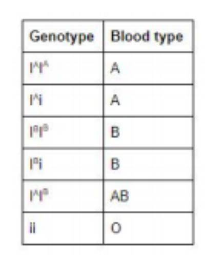 Blood type is determined through multiple alleles: A, B, O. Alleles A and B are codominant, while al