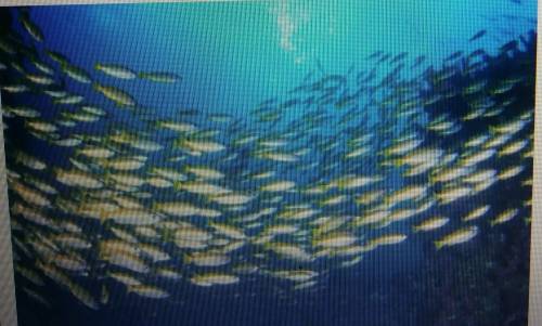 The image shows a group of fish. The type of social behavior shown in the image is called _______?