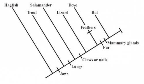 The diagram below, called a cladogram, shows a proposed evolutionary relationship among animals. Acc