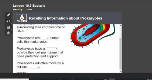 Use the drop-down menus and the image to complete these statements about prokaryotes. Prokaryotes a