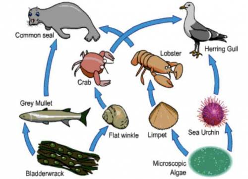 Write the food chain from this food web (4 words) ____ >____ >____ >____