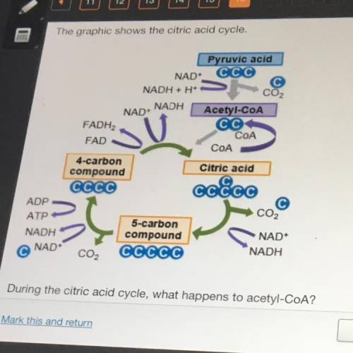 During the citric acid cycle what happens to acetyl-CoA