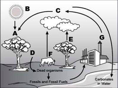 Look at the following diagram of the carbon cycle. Which of the following facts is best represented
