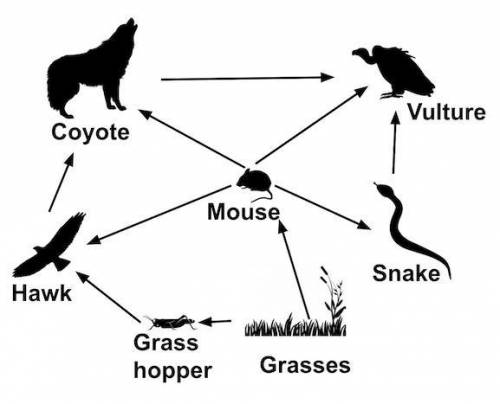 Please help What organism is a primary consumer in the food web? a. coyote b. hawk c. grasshopper d.