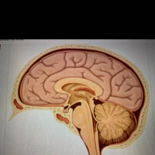 What is the large brain structure just below the skull?  A.medulla  B.pons  C.hypothalamus D.cerebru