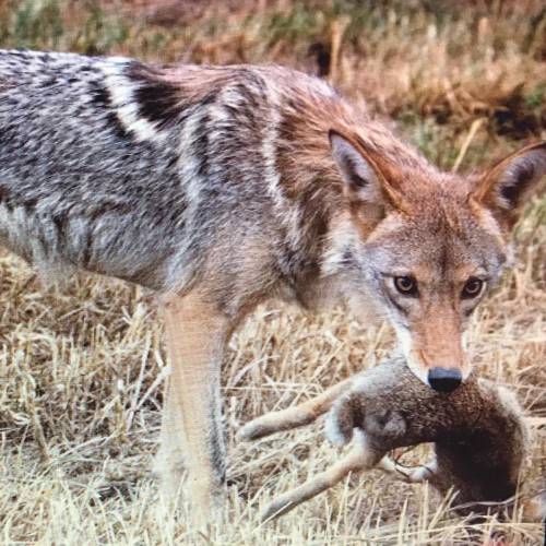 What type of consumer do you think this coyote is? Can you tell from the photo that the chayote is n
