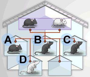 The diagram below shows a happy family of mice, with two parents and four offspring. However, one of