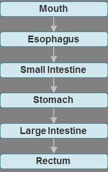 What change needs to be done to correct the diagram showing food moving through the digestive system