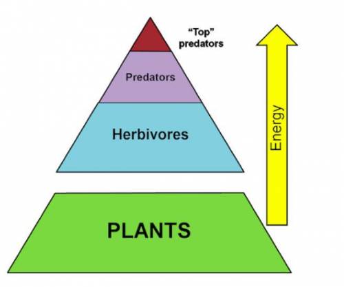 Why are plants and the bottom of the energy pyramid?