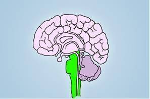 What part of the brain is highlighted in the diagram below?  A. Brain stem B. Pituitary gland C. Cer