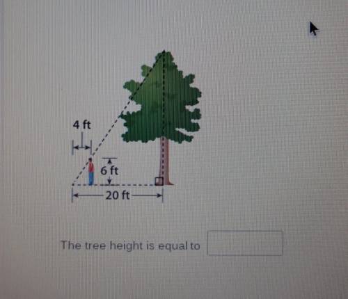 SOMEONE PLS HELPPP FASTTTThe tree height is equal to?