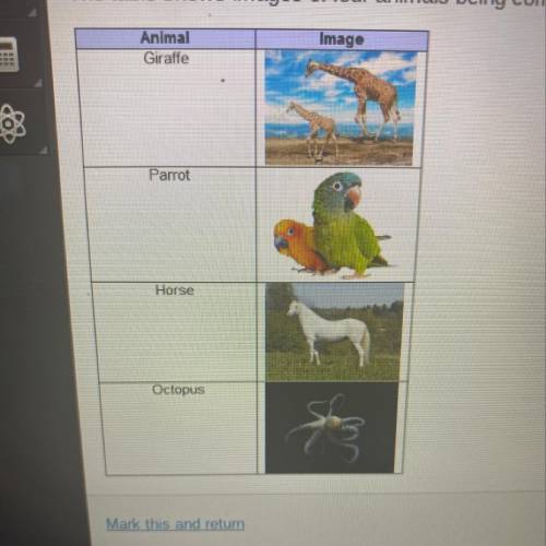 The table shows images of four animals being compared Which animals share the characteristic of havi
