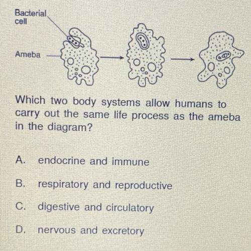 Which two body systems allow humans to carry out the same life process as the ameba in the diagram