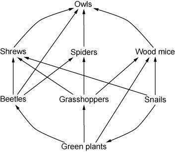 A diagram of a food web is shown below. How would a reduction in the snail population affect this ec