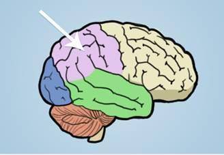 WILL MARK BRAINIEST What part of the brain is highlighted in the diagram below? Occipital lobe Tempo