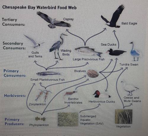 Which of these changes in the foodweb would cause a decrease in the population of tundra swans?A. A