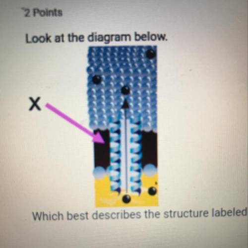 Look at the diagram below. х Which best describes the structure labeled X in the diagram?