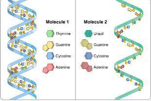 24 pts!Select the statement below that is correct about this diagram?Two molecules, Molecule one and