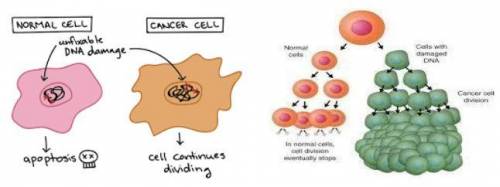 What can normal cells do that cancer cells cannot? Use evidence from the picture