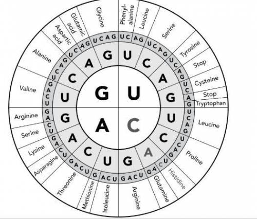 He diagram shows the genetic code, which cells use to translate a nucleotide sequence into an amino