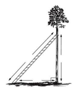 Please Help A 17-foot ladder is leaning on a tree. The bottom of the ladder on on the ground at a di