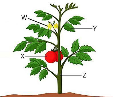 Look at this diagram of a plant.Which label points to the feature of angiosperms that holds the deve