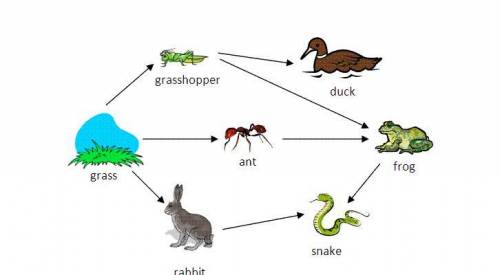 Which of the following organisms is a second-order consumer in the food web shown above? A. duck B.