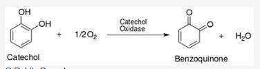 In the enzyme reaction above, catechol is the substrate, oxygen is a reactant, catechol oxidase is