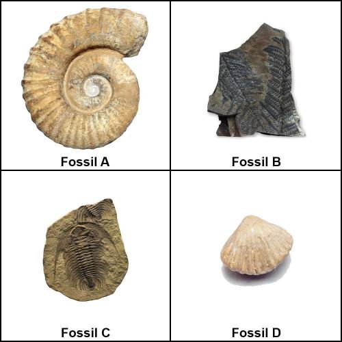 Which of your fossils are most likely heterotrophs? Which of them are autotrophs? How do you know?
