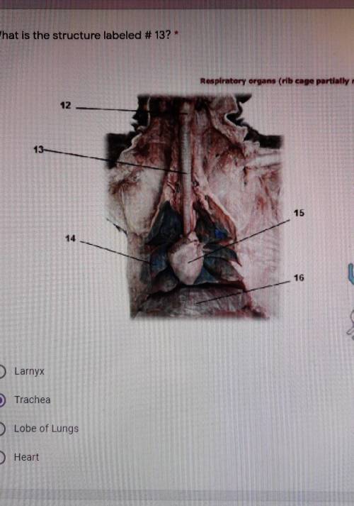 What is the structure labeled # 13? *1 pointRespiratory organs (rib cage partially removed)O Larnyx