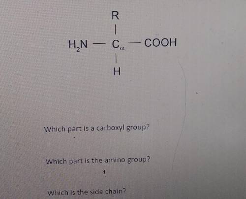36. Use the diagram below to answer the following questionsWhich part is a carboxyl group?Which par