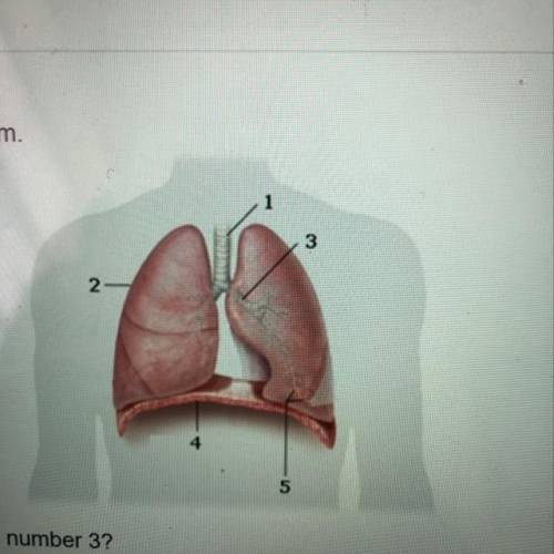 What part of the diagram is labeled by the number 3? A. diaphragm B nasal cavity C. trachea D bronc