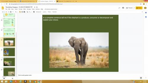 Is an elephant a producer, consumer, or decomposer?
AND A LITTLE EXPLANATION PLS